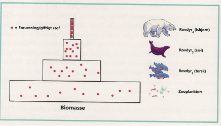 Dette er et eksempel på biomagnifikation